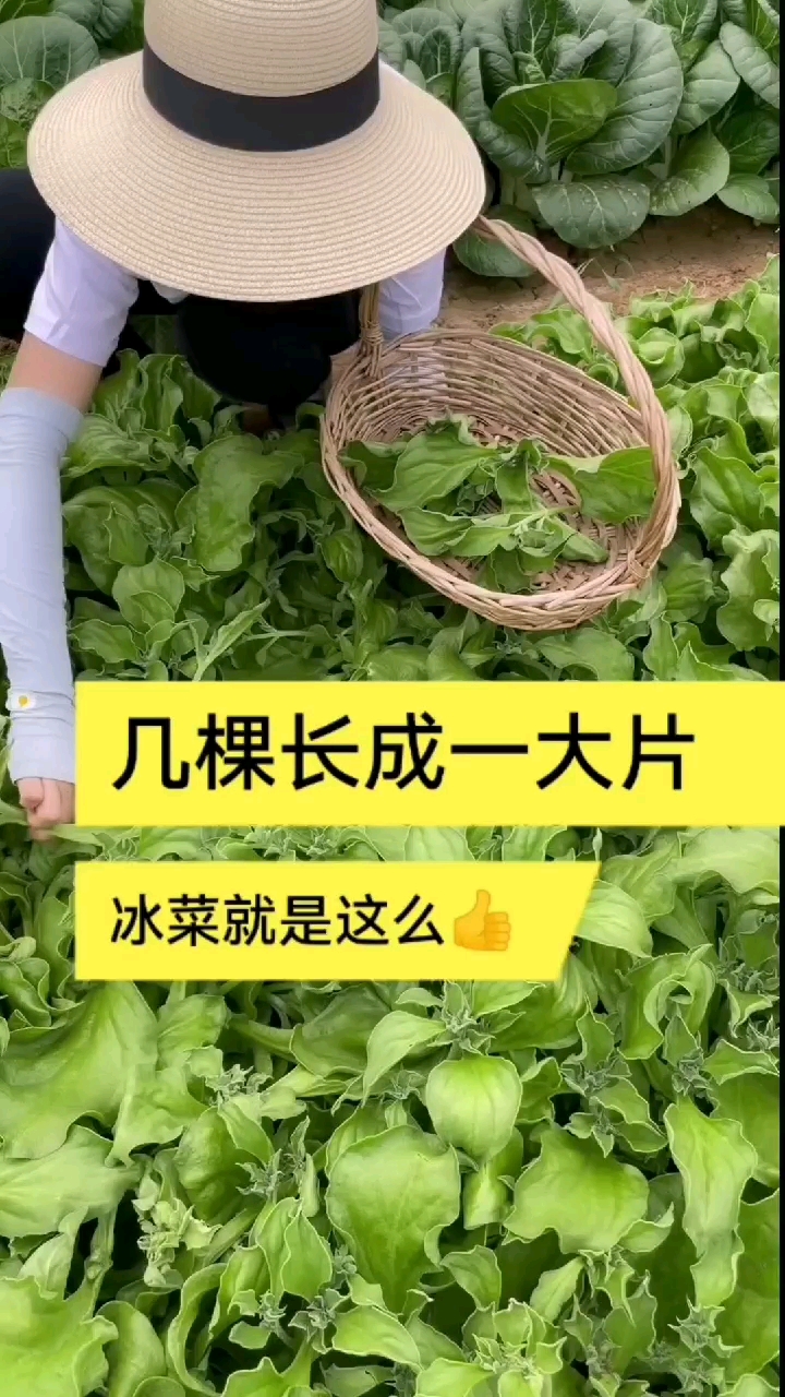 冰菜特别能生长,一棵能长十多斤,它还耐寒,零下3度还在生长,你也赶紧