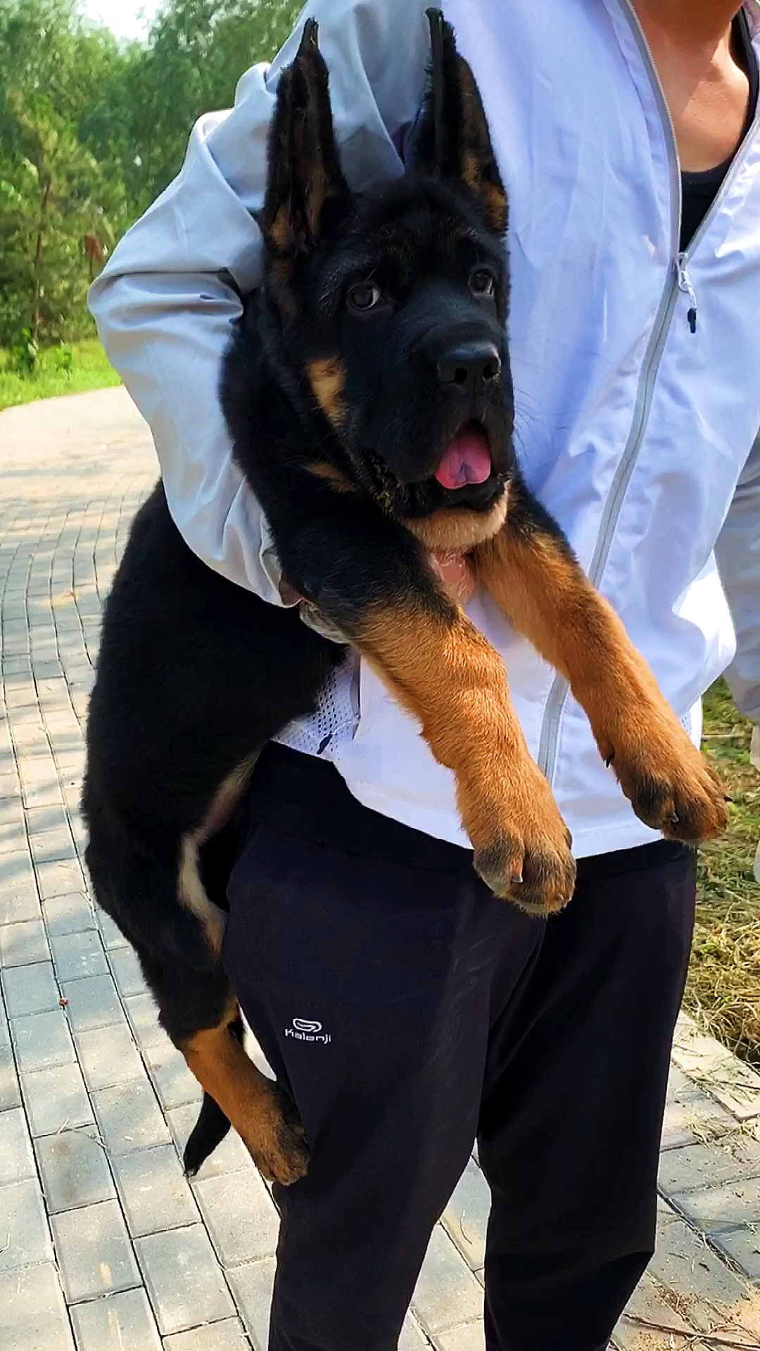 锤系德牧#德牧犬#中牧#小锤系德牧#德牧幼犬-度小视