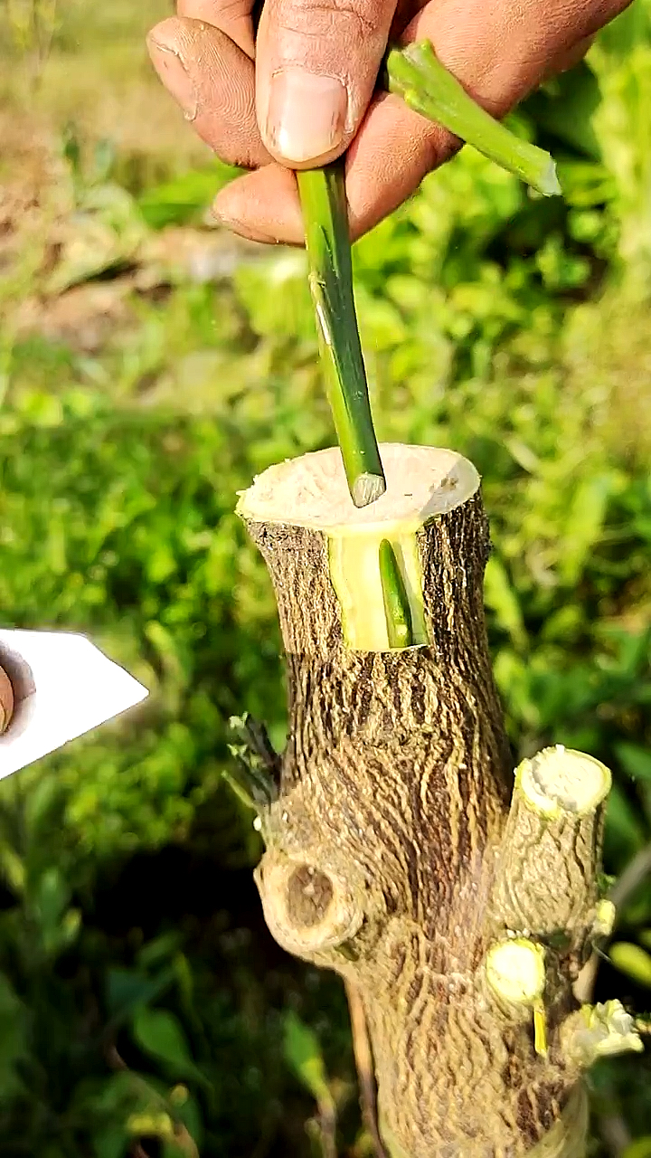 春日小视频有奖征集活动#果树嫁接形成层是一种分生组织,位于木质部