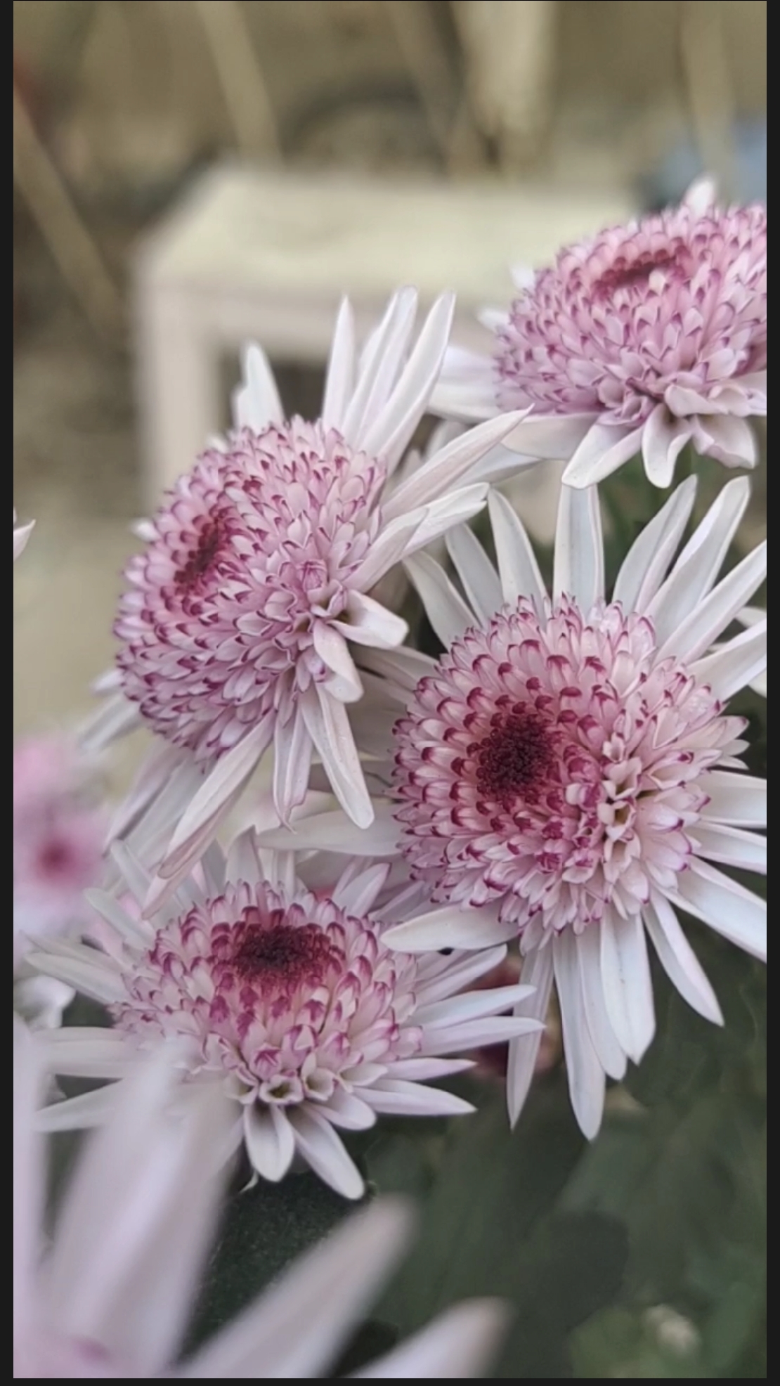 草莓心小菊花