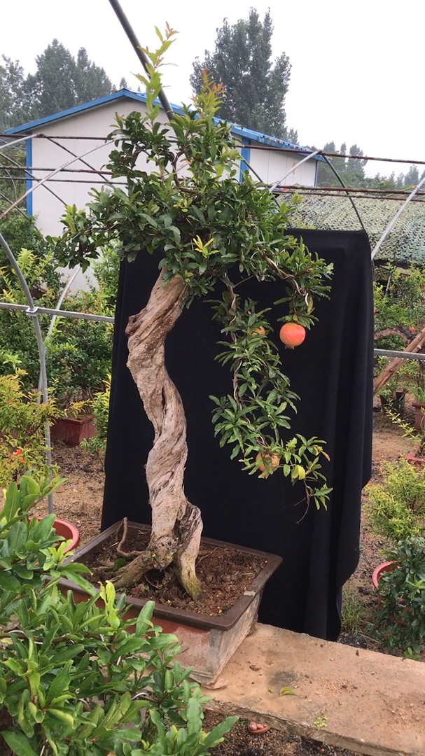 盆景#大红袍石榴盆景老桩精品石榴树盆景