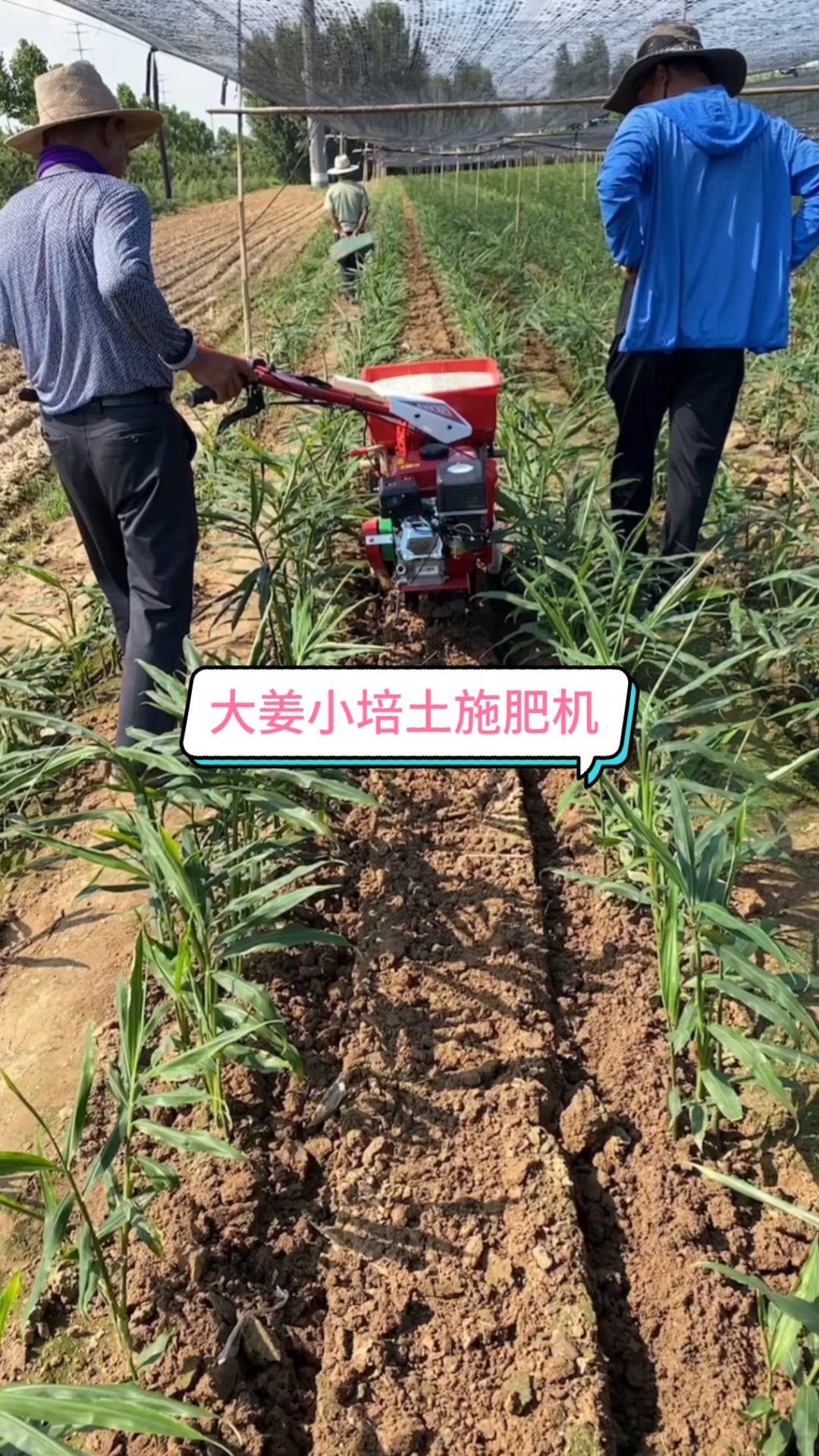 大姜小培土#大姜小培土施肥机,大姜培土施肥机,小培土施肥同时统缮