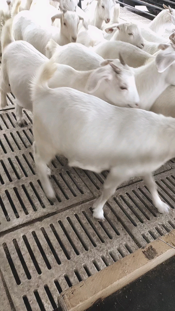 美国白山羊#纯种美国白山羊属于美系二代品种,它长势快抗病力强,夷觋