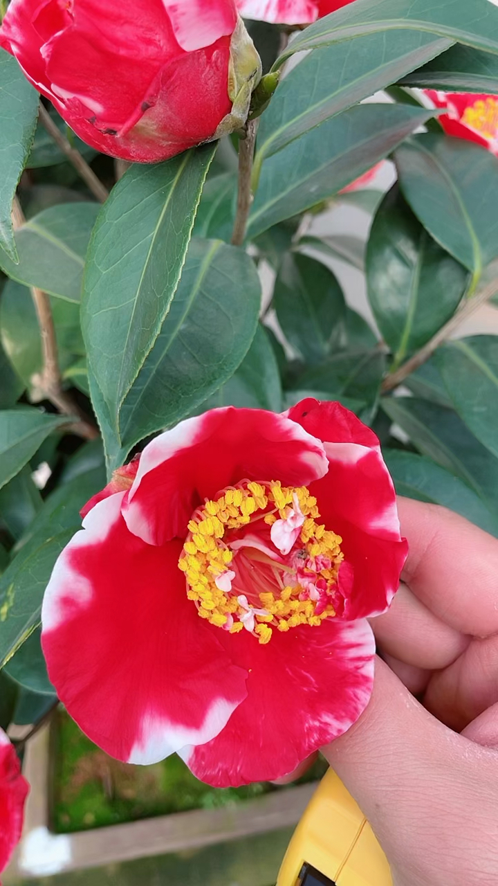 龙火珠茶花这个品种茶花,开的花真漂亮!-度小视