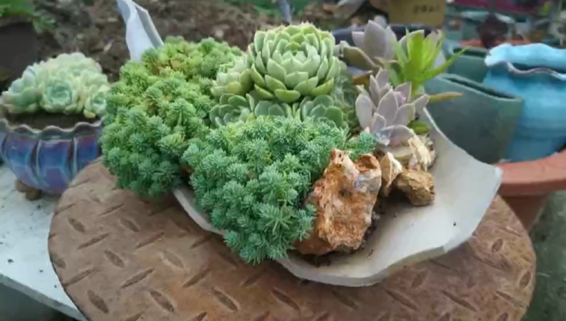 废物利用,破罐子也能种出美丽的多肉.