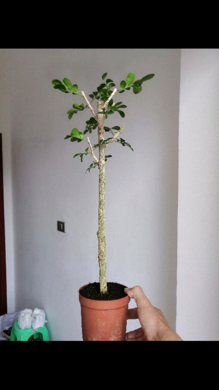 盆景#高压文人九里香