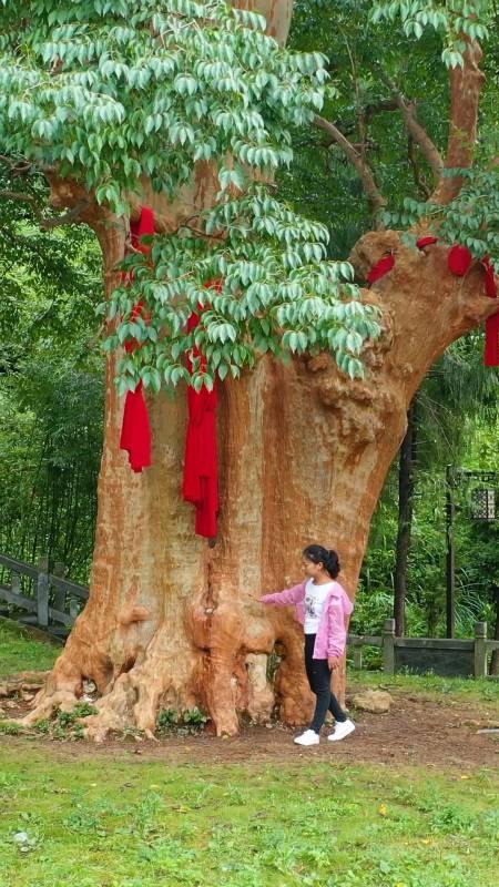 贵州最大的紫薇王,树年龄已经1400多年,同品种中国就一颗