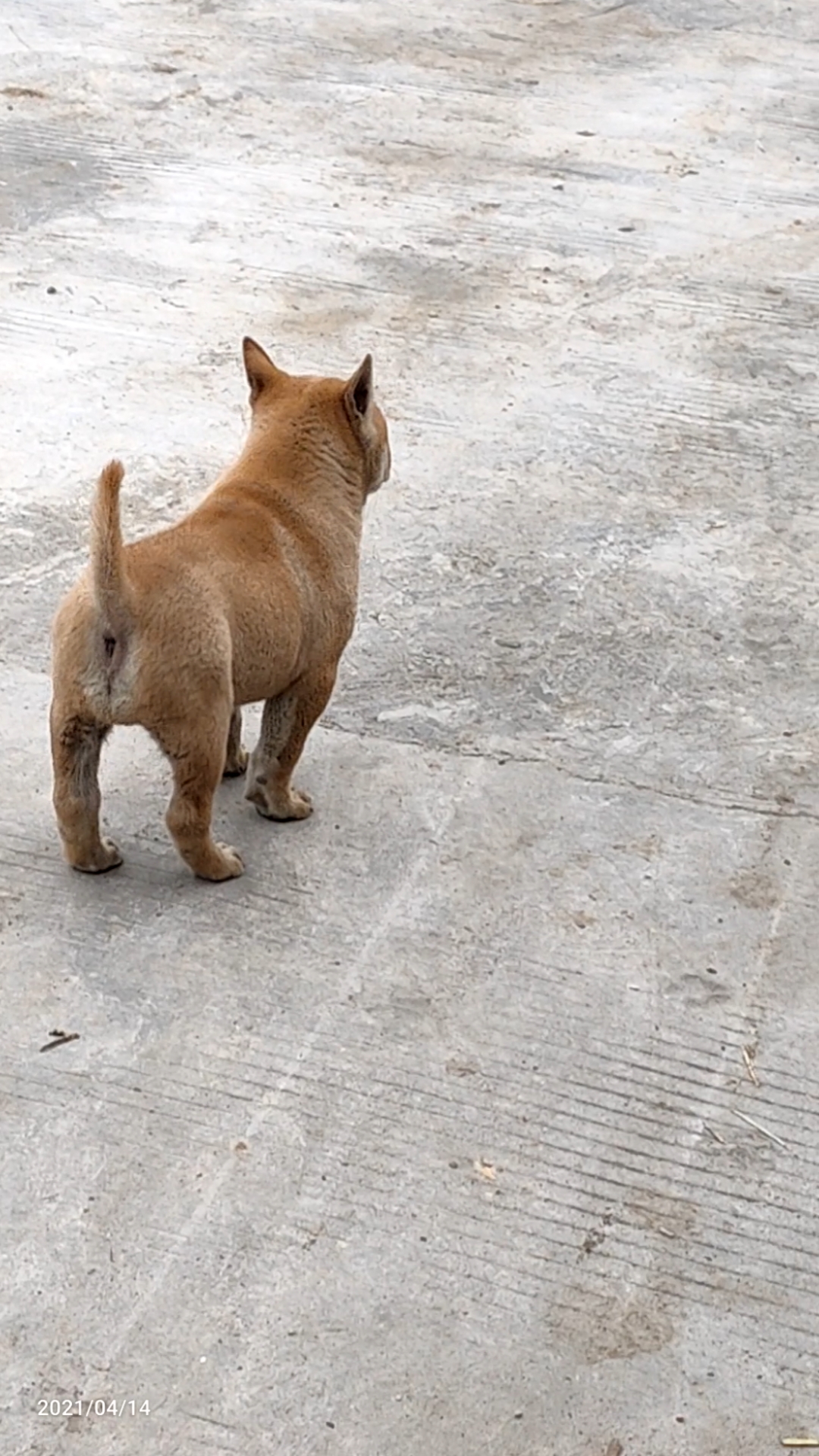 狗#极品枪尾黑舌小黄公