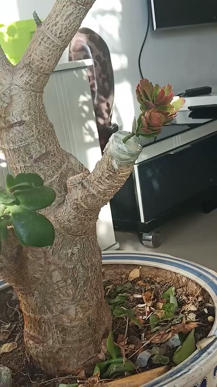 玉树嫁接长寿花