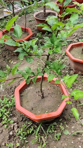 我要上热门#做果夏剪的盆栽鸡心果