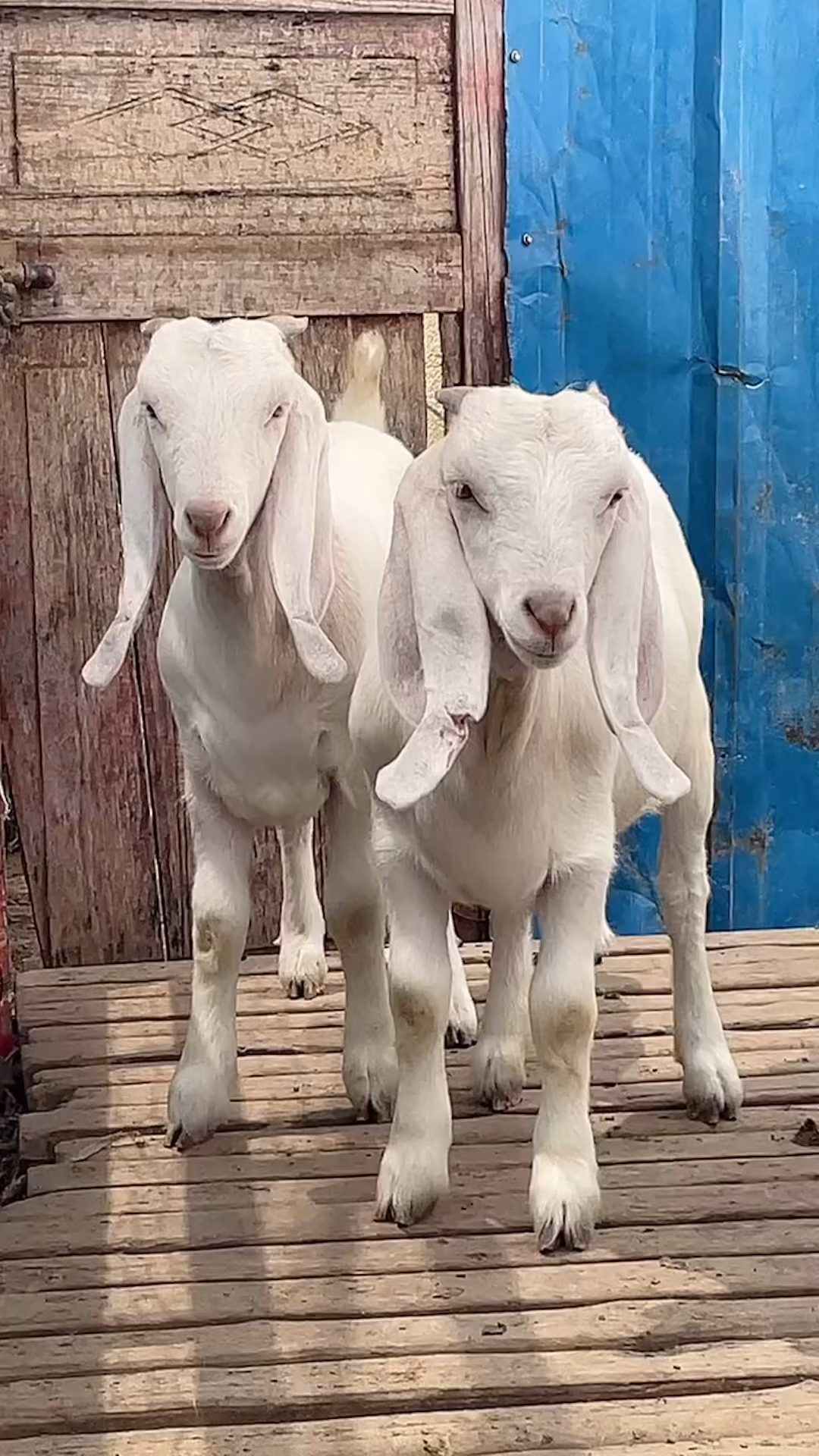 美国白山羊#精品美国白山羊.