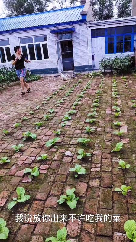 全网砖缝种菜第一人#砖地能种白菜?