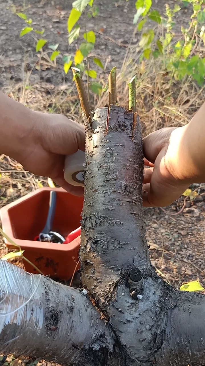 嫁接技術#插皮接大樹高手,難得一見,你學會了嗎?