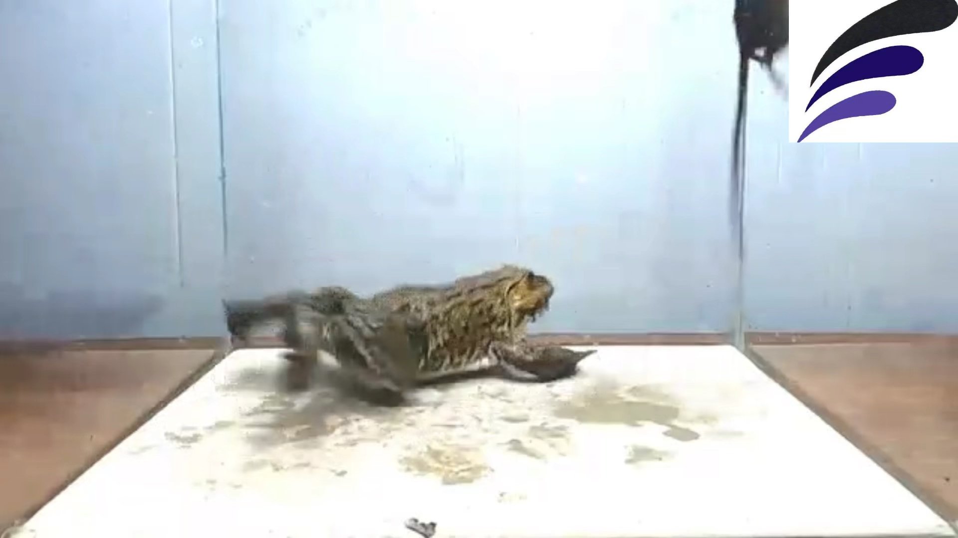 记录生活实拍癞蛤蟆生吞老鼠