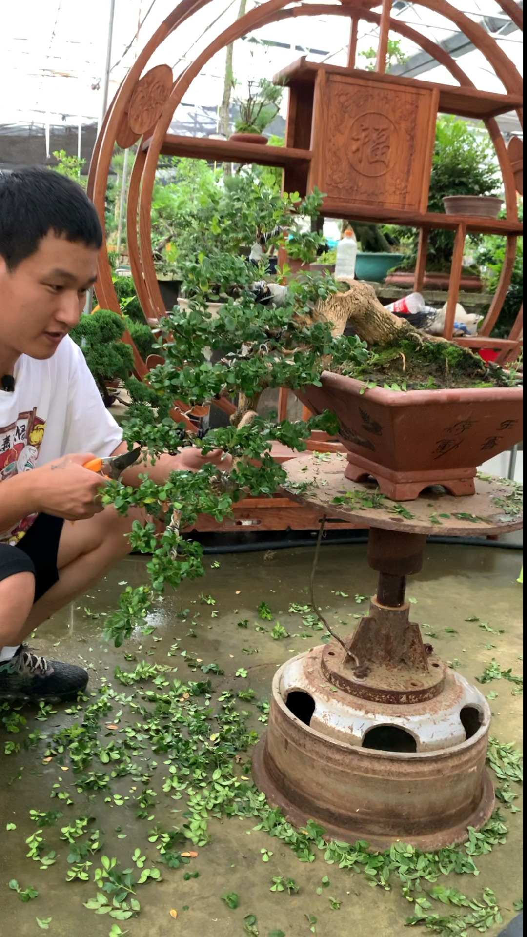 老板手把手教你如何修剪黄杨