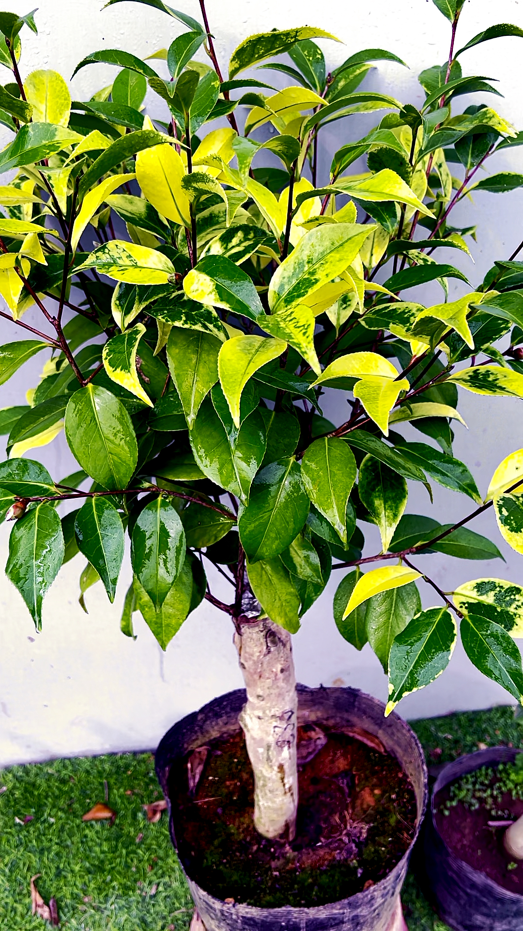 金叶复色圣诞帽茶花实在漂亮-度小视