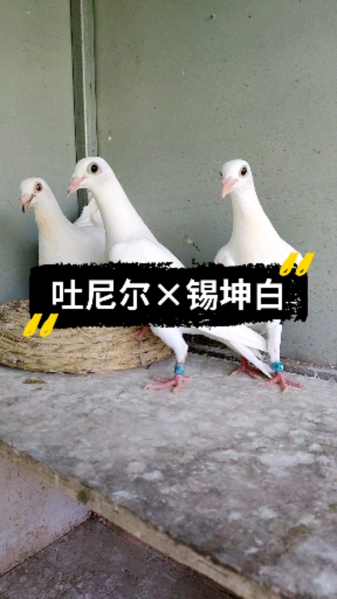 鸽棚信鸽#吐尼尔×锡坤白幼鸽一对.