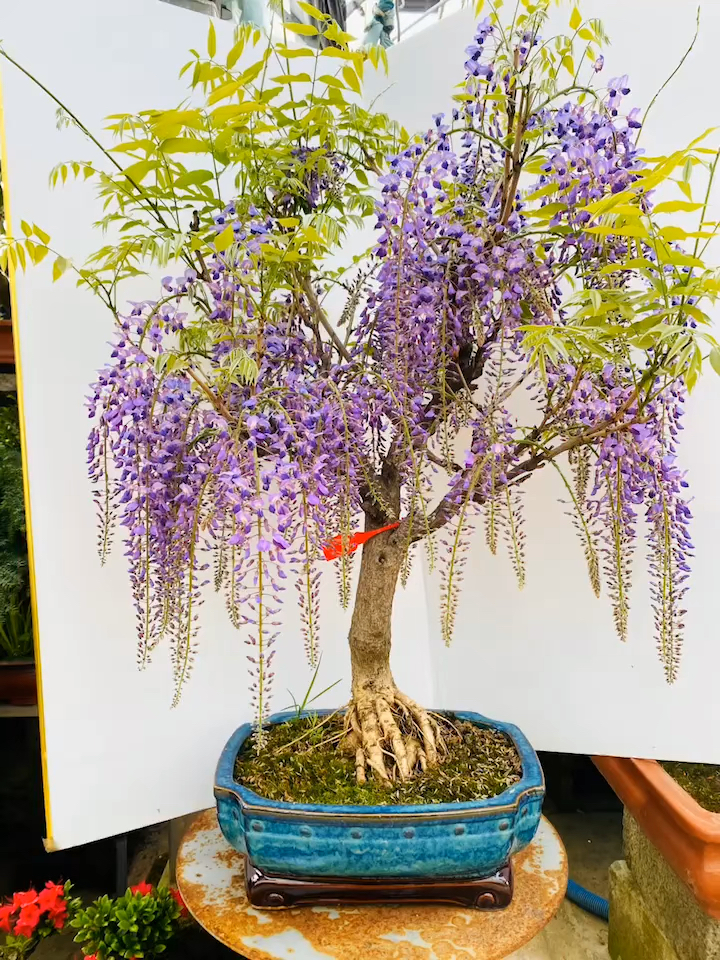 紫水晶紫藤花