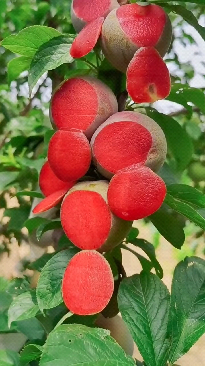 不一样的人生#美国杏李系列,味帝李子树苗