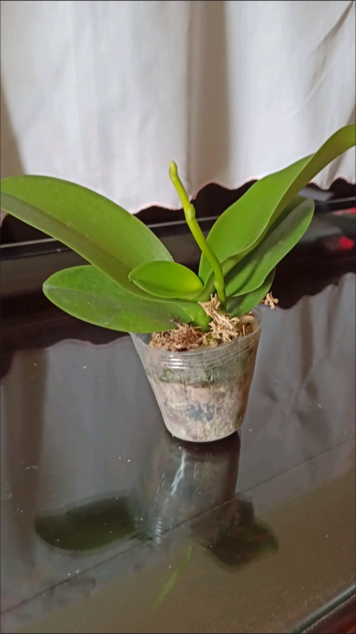 好物推荐#今天刚送到的夕阳红蝴蝶兰