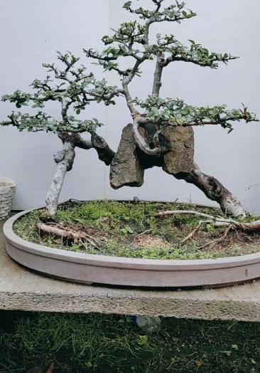 我要上热门#怪桩榆树盆景