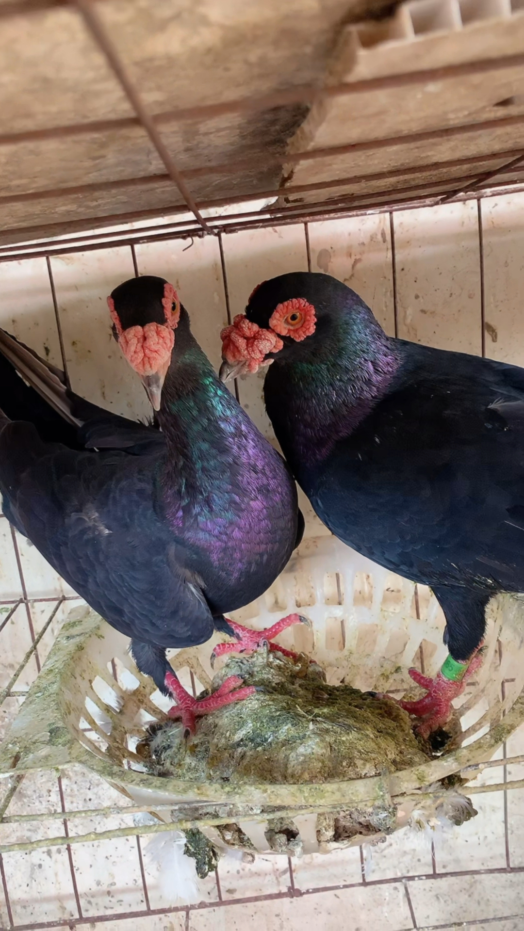 化了妆的大鼻子鸽子你喜欢吗赠送有缘人