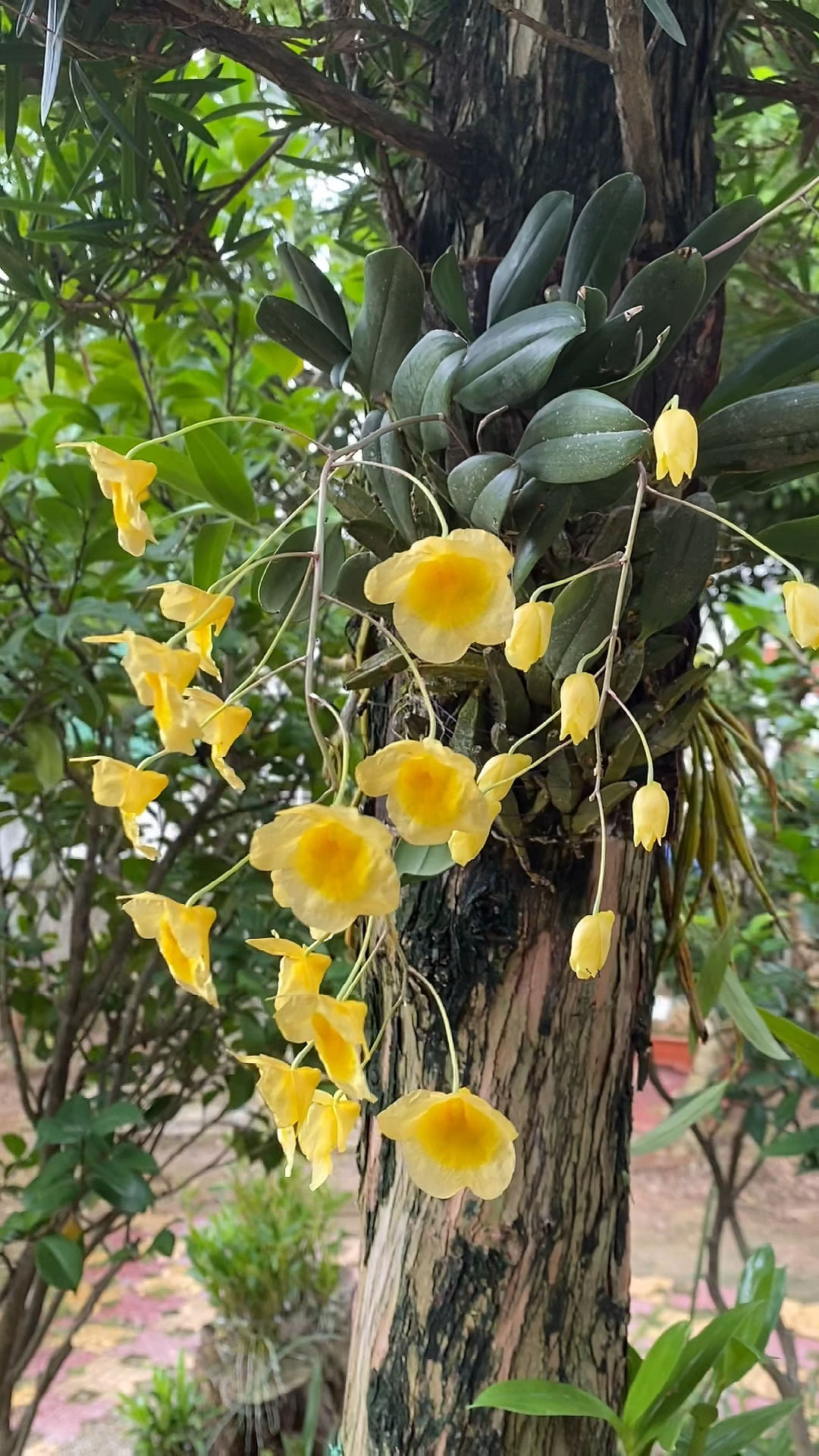 记录生活#石斛花开