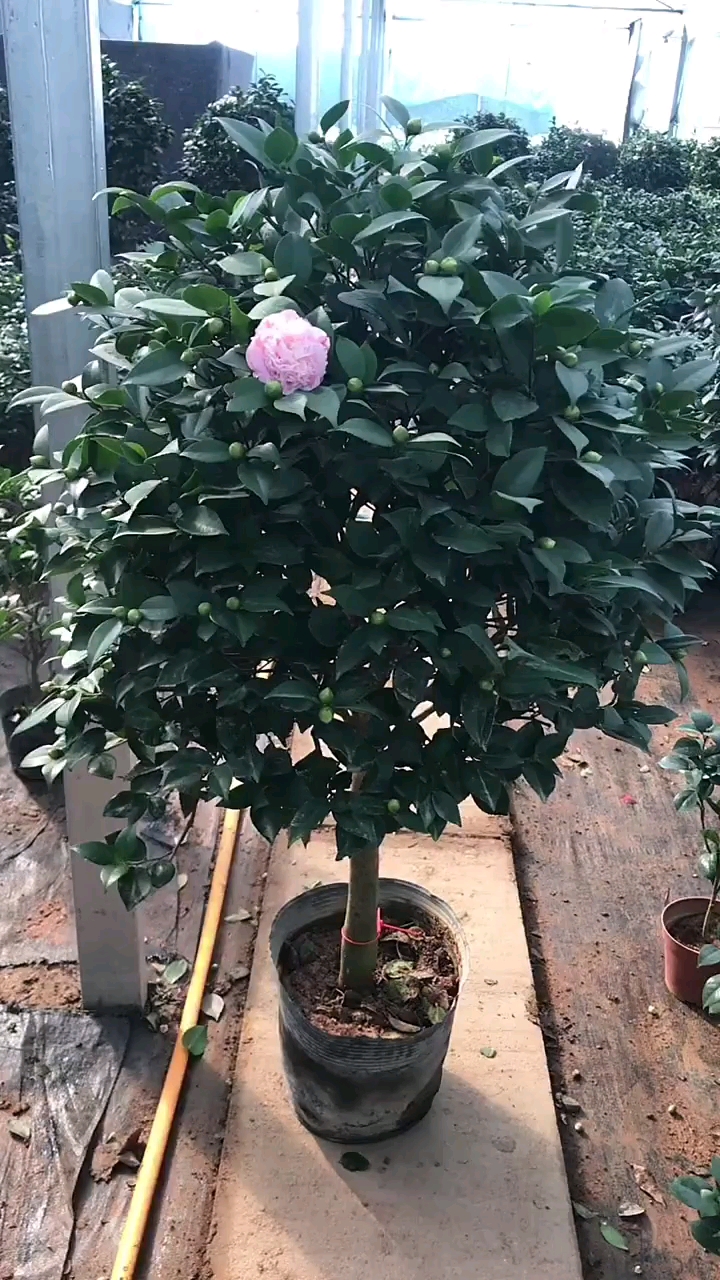 独杆香妃茶花浓香型花卉南北方都可以种植耐寒