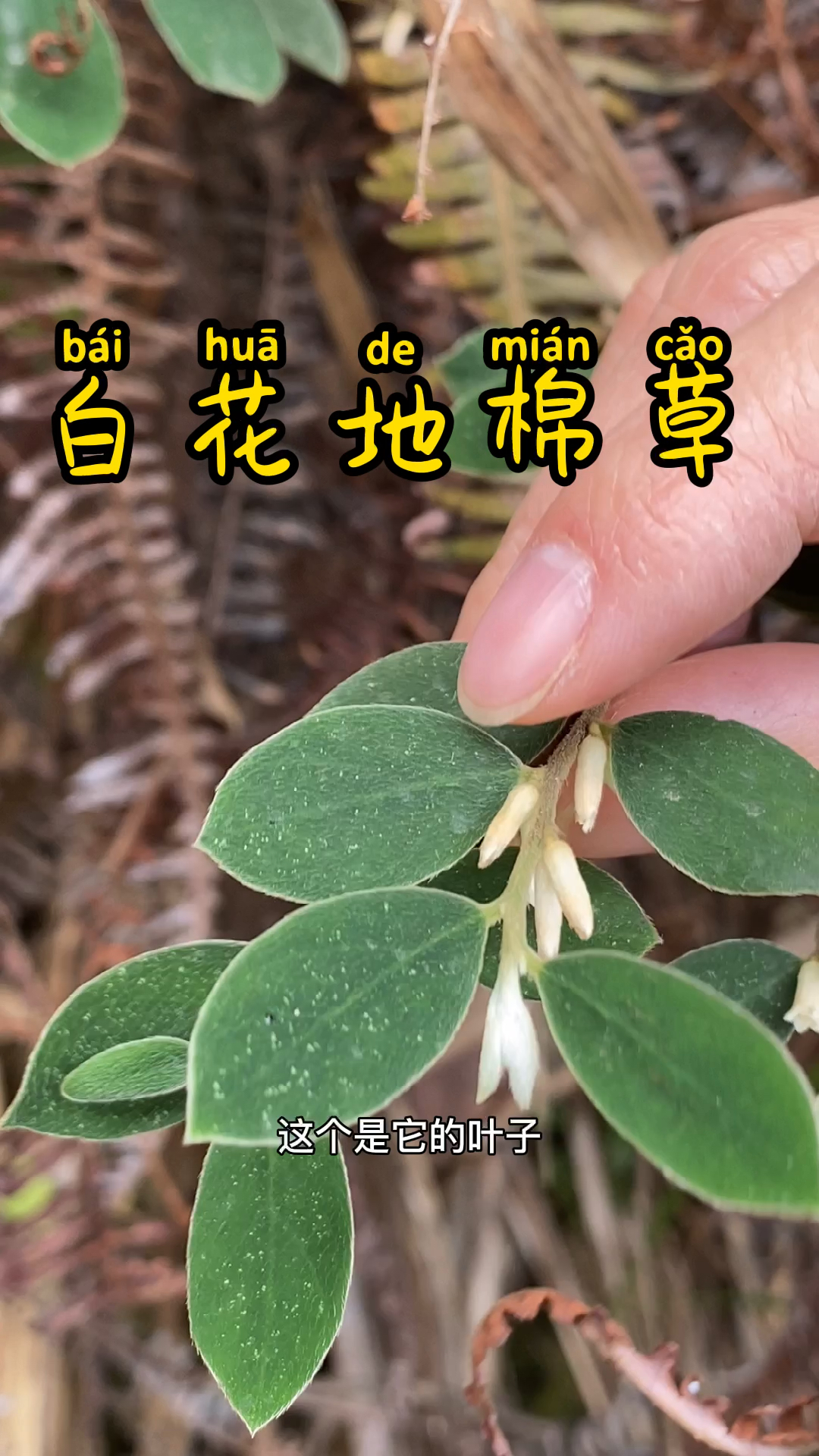采一点白花地棉草送给闺蜜