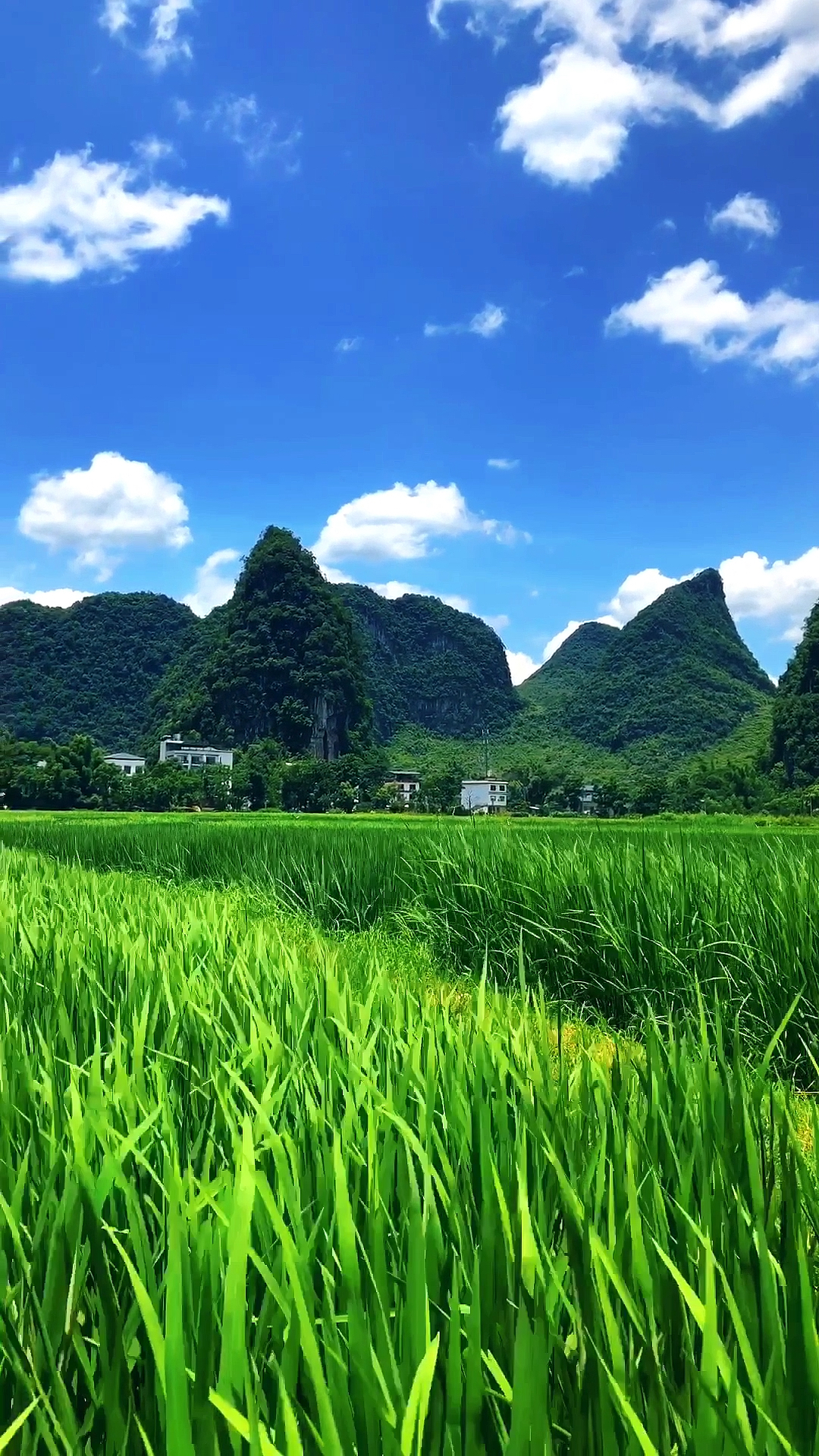 这美丽的田园风光,是不是你向往的地方