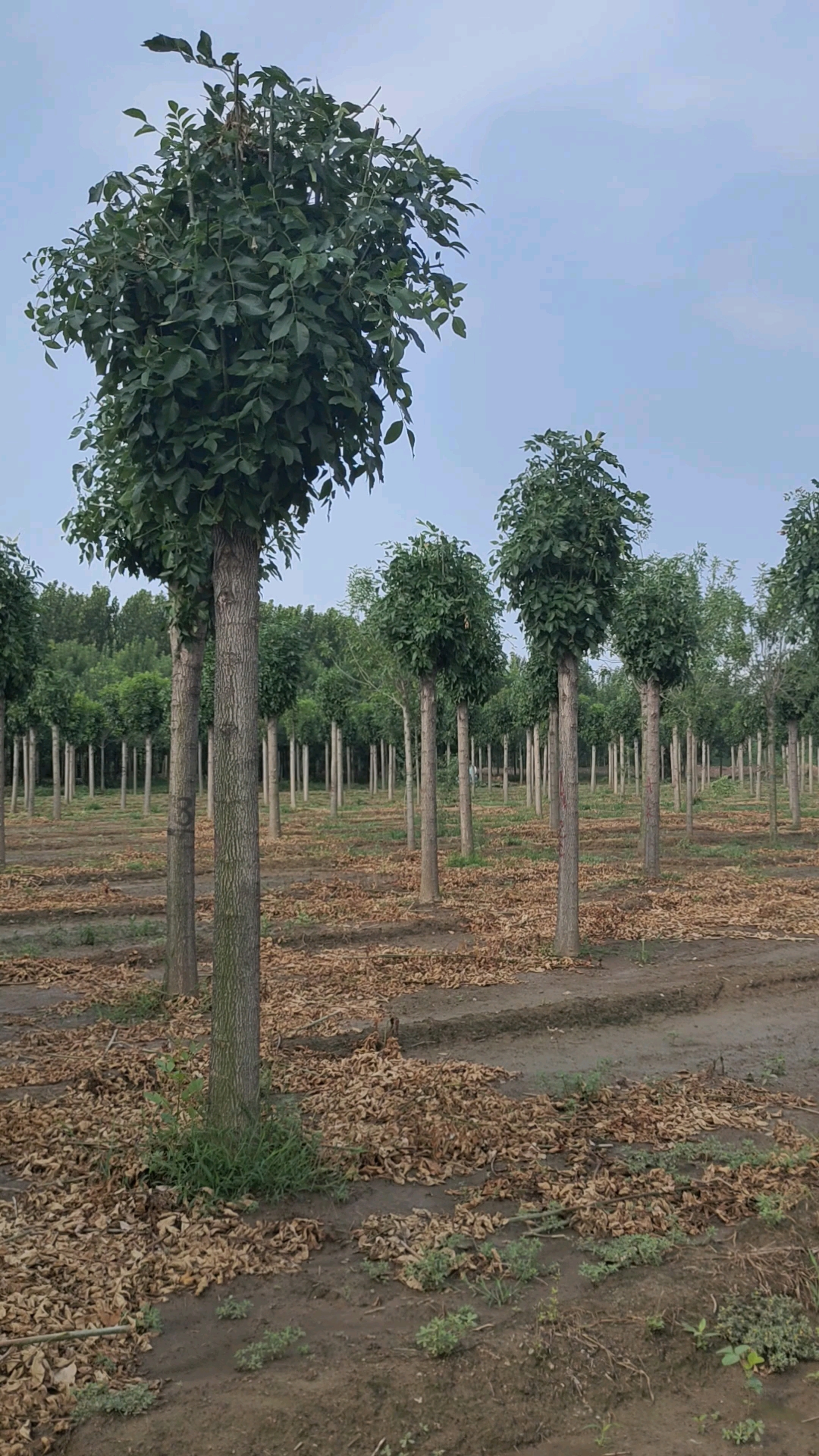 白蜡#白蜡截杆了,期待两年帽的效果和市场行情!