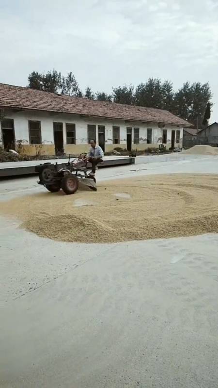 农村大爷真是牛开着改装拖拉机碾轧场地晒麦网友大爷你晕吗