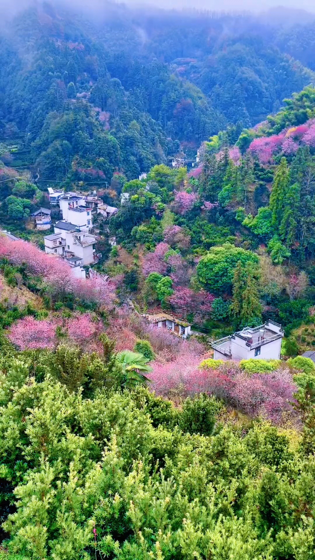 乡村美景#假如给你每月三千工资,每天能看各种大自然好风光,你愿意