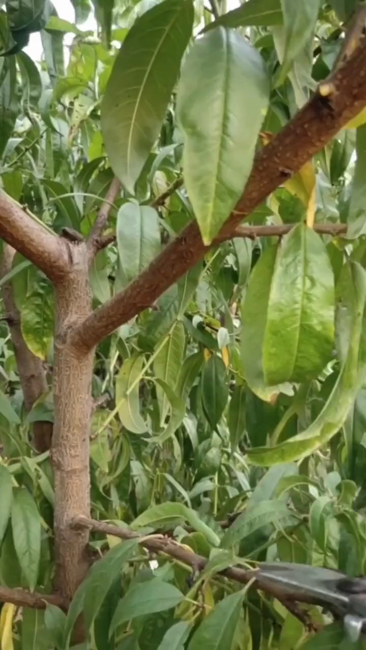 桃树修剪,枝杆比不协调,如何修剪!