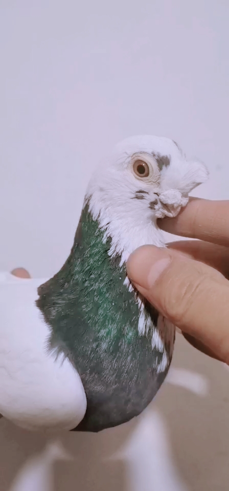 传统观赏鸽很好的墨环鸽子