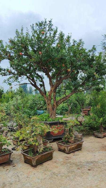 千奇百怪盆景桩#庭院大红袍石榴树,硕果累累枝叶繁茂,庭院种植寓胰怂