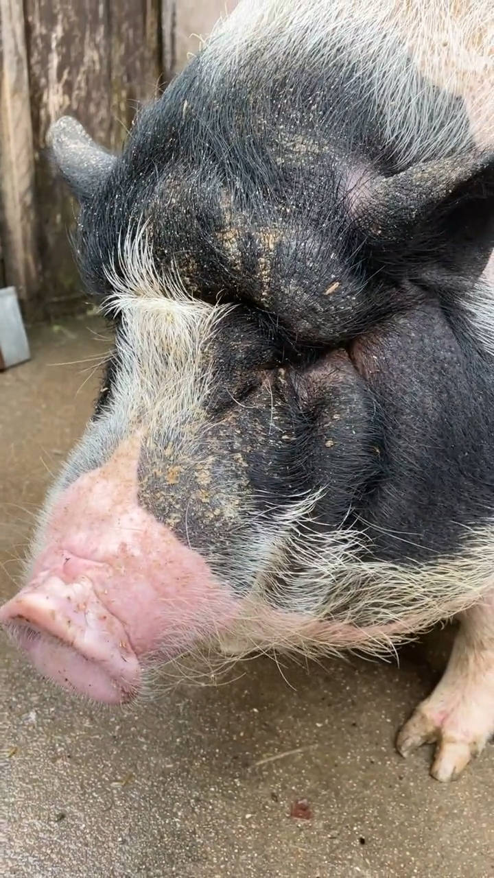 我要上热门#猪眼睛在这里呐,你们猜它能看见东西不