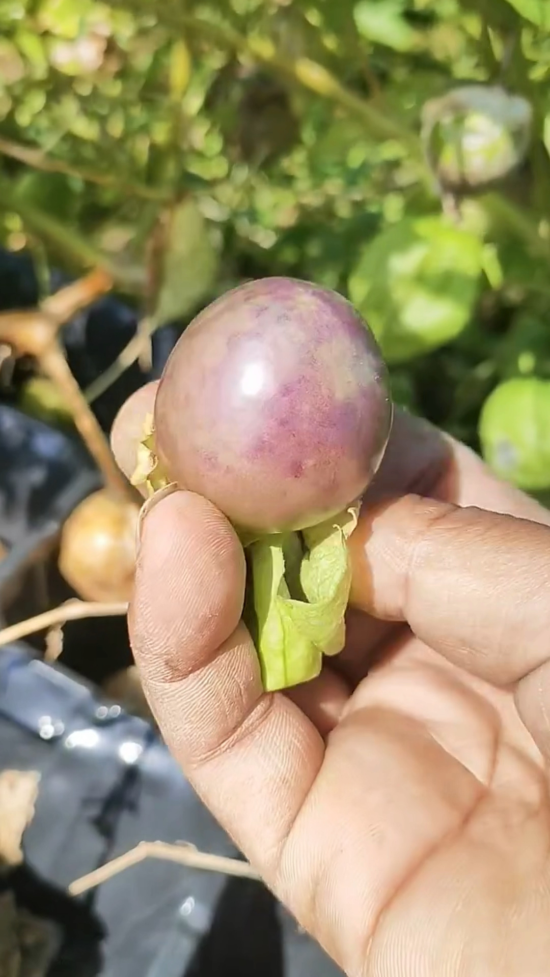 舌尖上的美食#大紫菇娘,有吃过的吗?