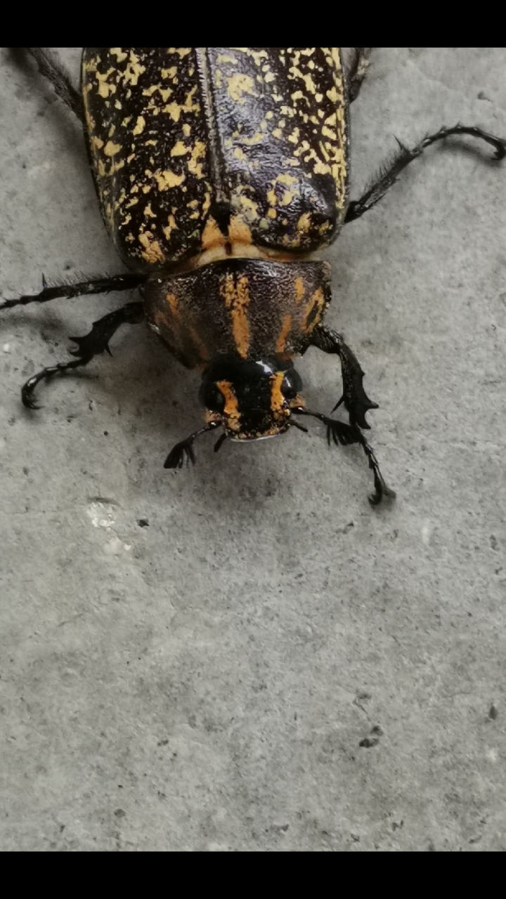 动物世界#认识动物:小云斑鳃金龟-度小视