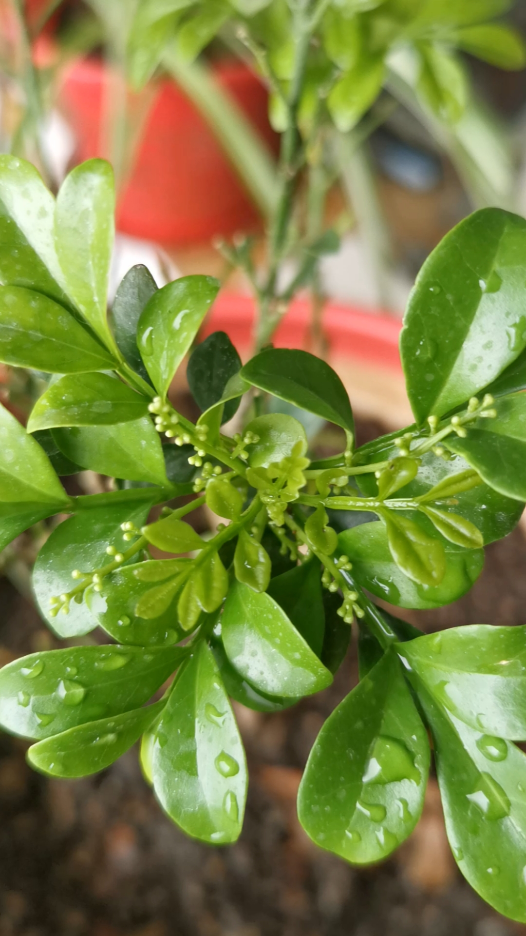 我怎么这么好看#我的小米兰,长出小花了,好可爱