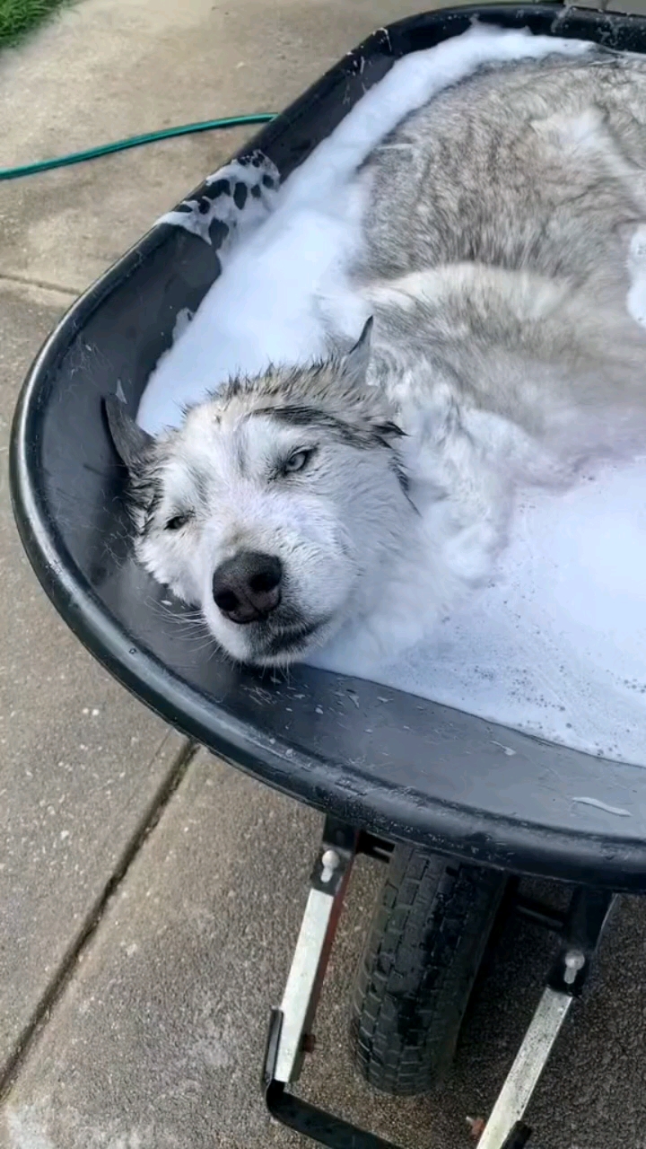 正在享受泡沫浴的哈士奇,一动不动的还以为它被积雪冻住了