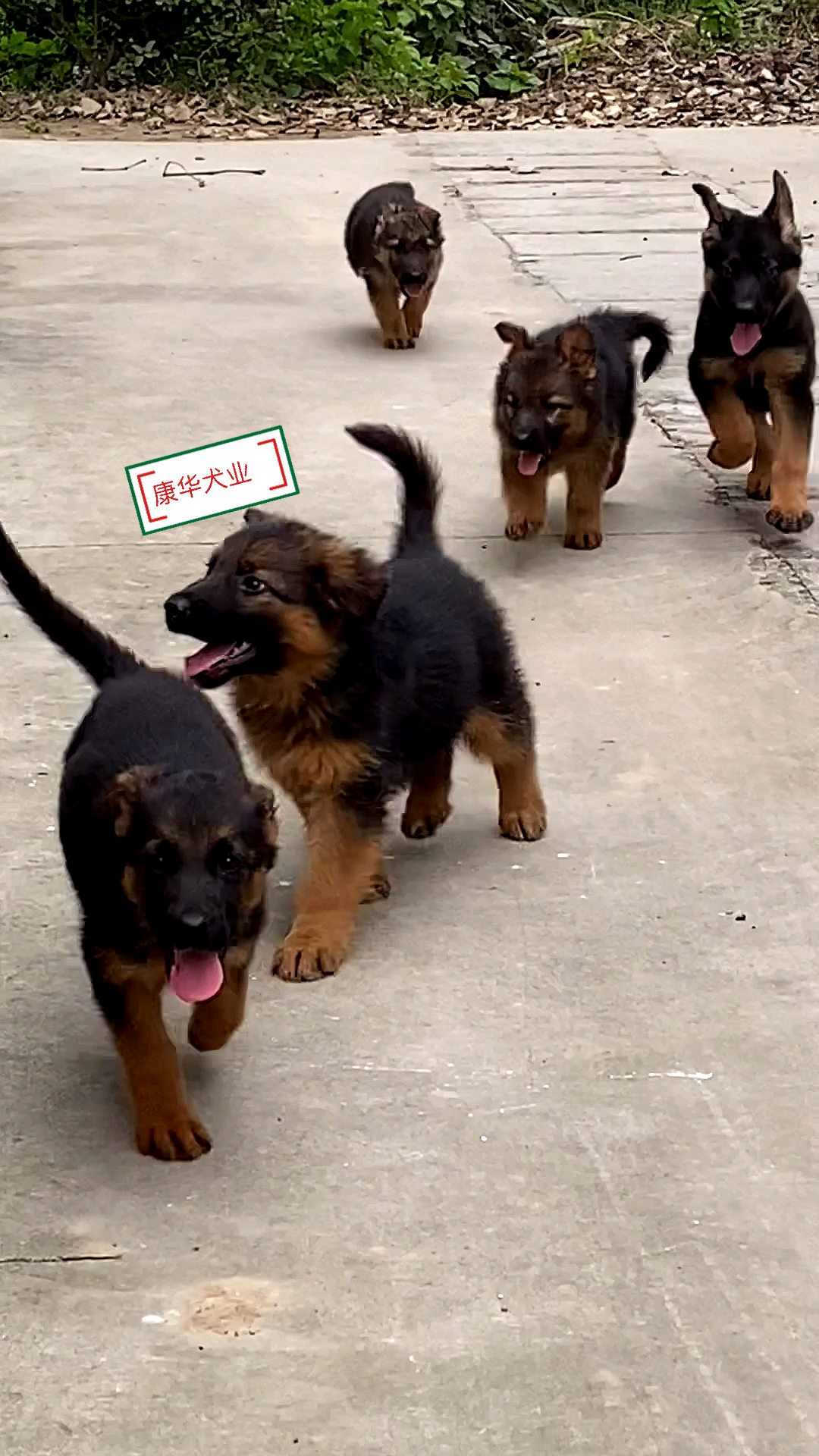 小德牧两个月了,越来越调皮了,就是喜欢让领着它们跑!