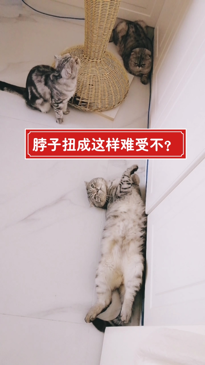 猫豹哥的脖子扭成这样该睡落枕了吧