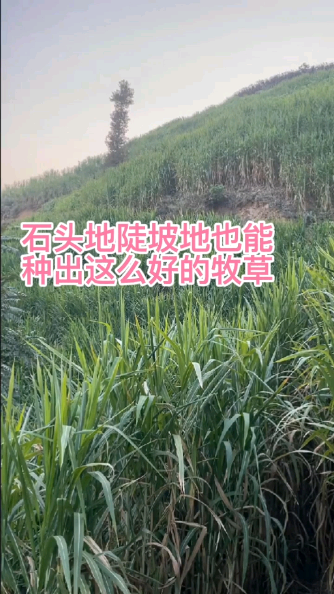 高产牧草种子#养殖必备多年生高产牧草黄竹草甜象草红象草