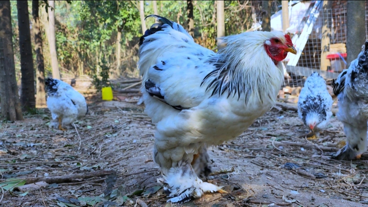 婆罗门鸡#一份努力,一份收获,终于把这群婆罗门鸡养大了