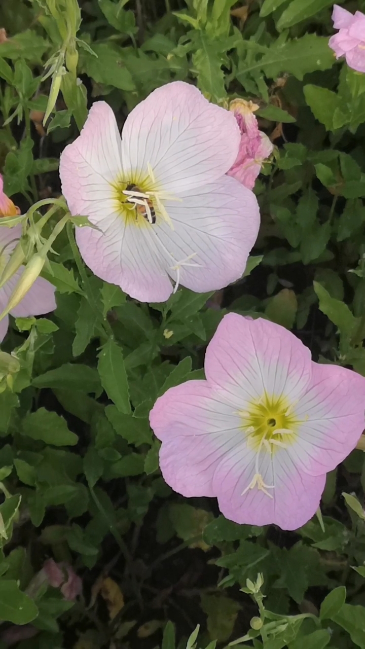 最美人间四月天#《百花盛开五月天,轻歌曼舞花娇艳》