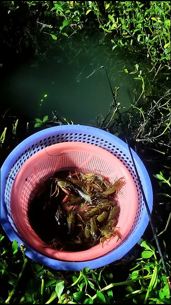 全民小剧场#夜钓一条鱼没钓到和龙虾玩了半宿!