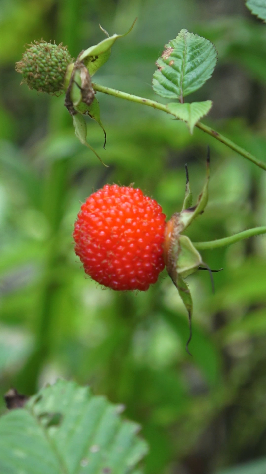记录我的农村生活#山上的野生刺泡熟了,和妹妹一起去摘点,还是童年的