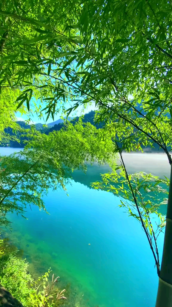 竹