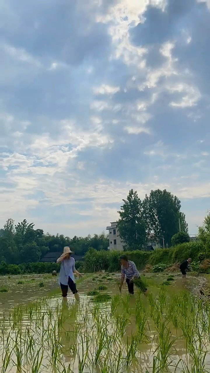 插秧趣在田里,最妙的是赤脚下田,那是一种很美的体验和回味.-度小视